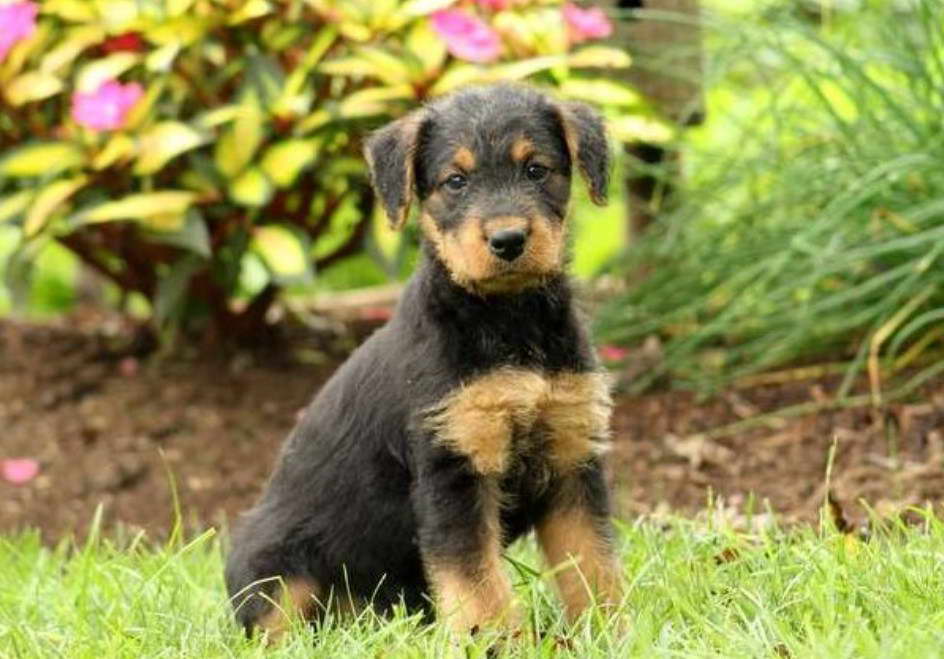 Airedale Terrier Puppies NJ