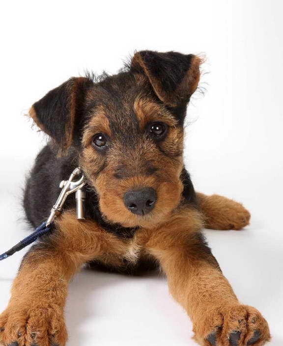 Airedale Terrier Puppy Pictures