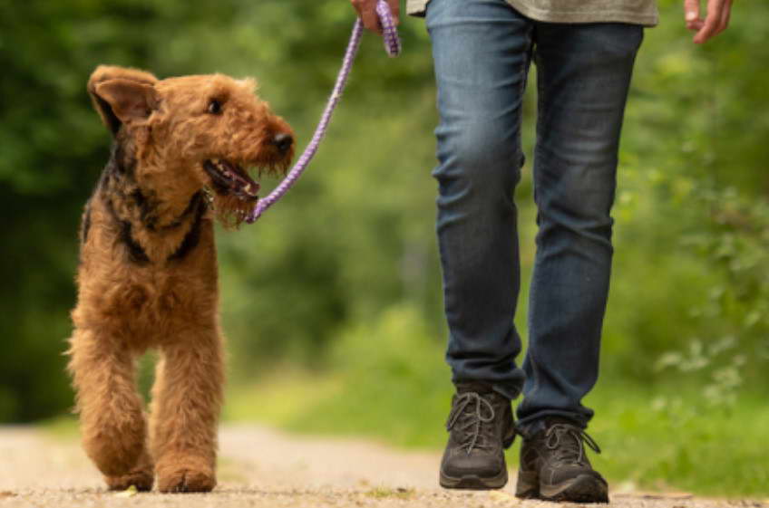 Airedale Terrier Puppy Training