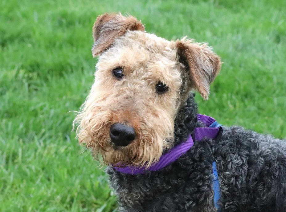 Airedale Terrier Rescue Missouri