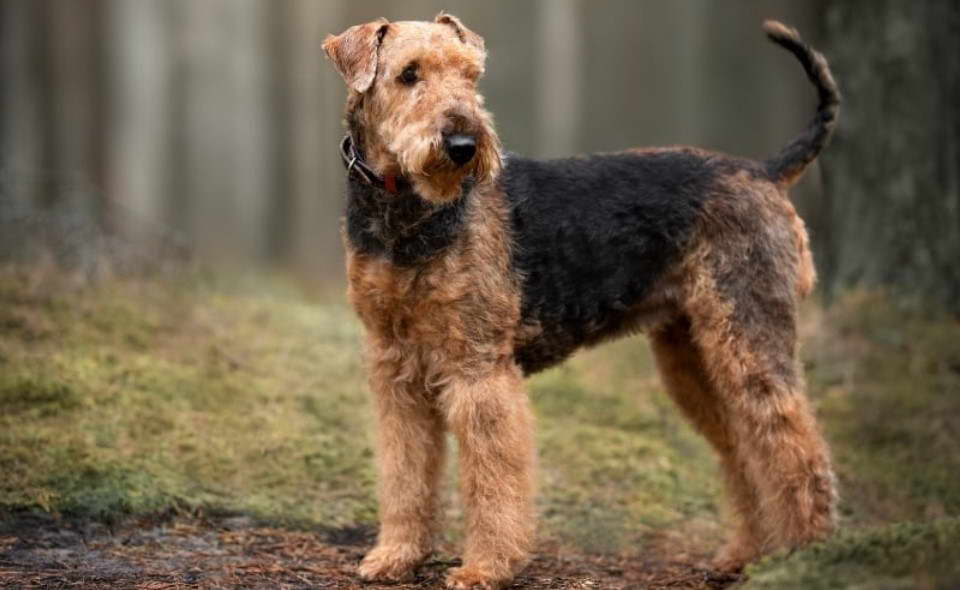 Airedale Terrier Stories