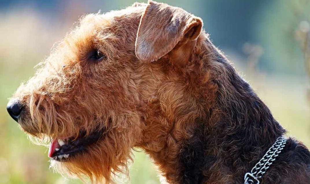 Airedale Terrier Temperament UK