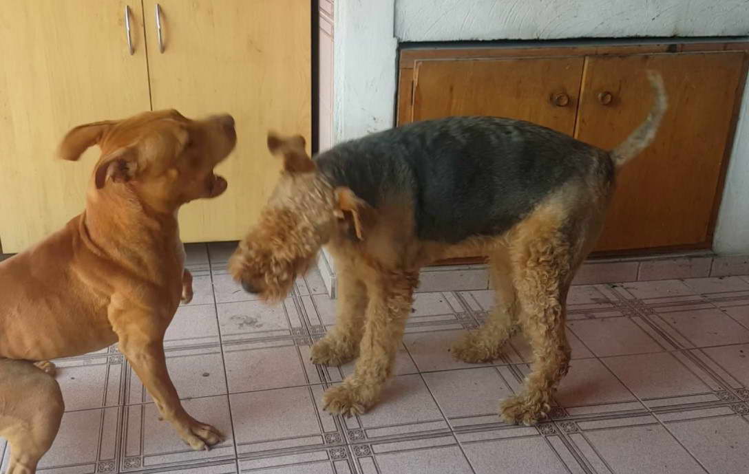 Airedale Terrier vs Pitbull Fight