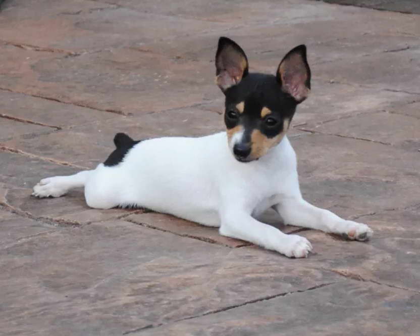 AKC Toy Fox Terrier