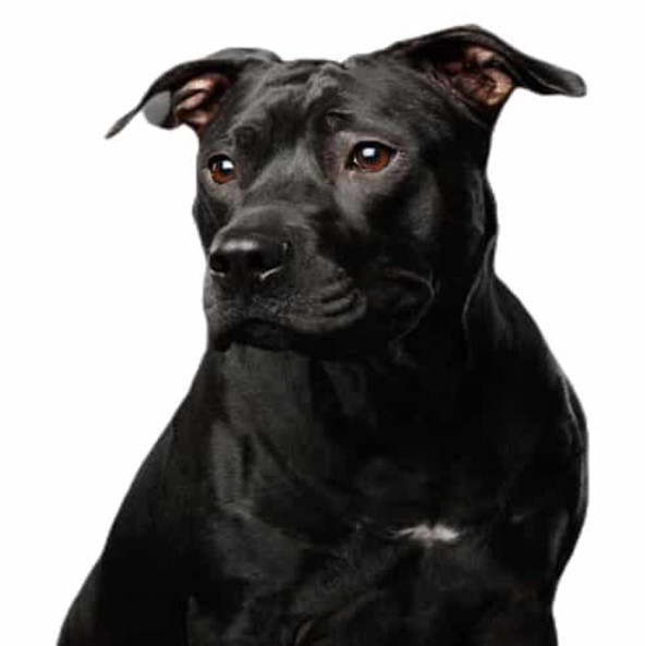 All Black Pitbull Terrier