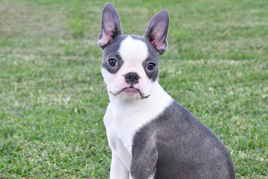 All Grey Boston Terrier