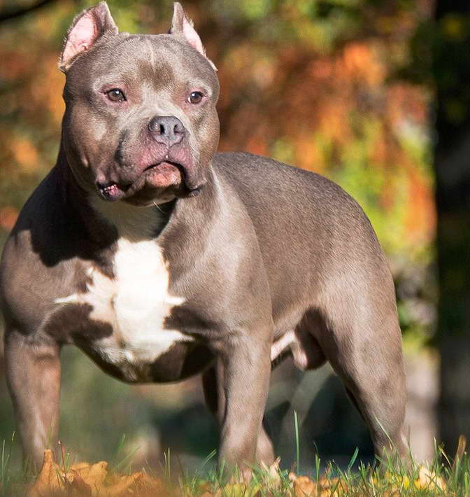 American Bully Terrier Mix