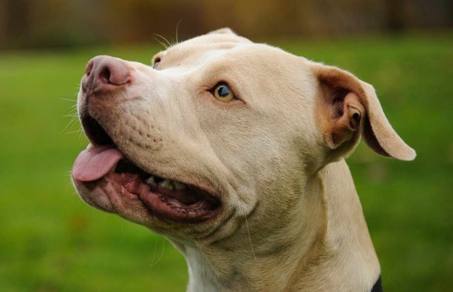 American Pit Bull Terrier Fawn