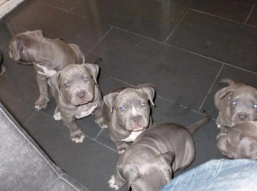 American Pitbull Terrier Blue Line Welpen