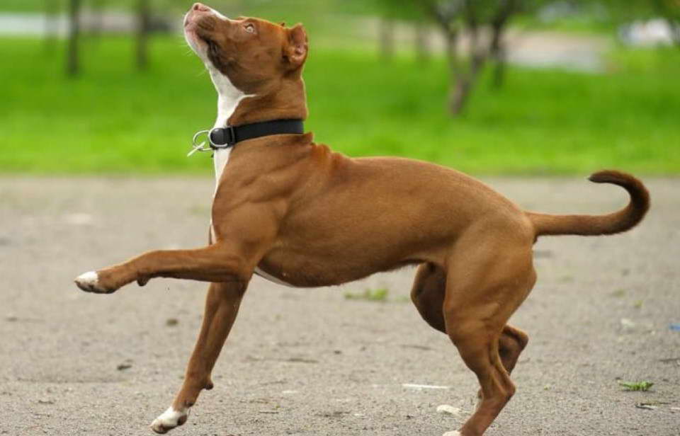 American Pitbull Terrier Coat Colors