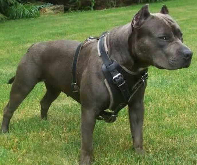 American Pitbull Terrier Harness