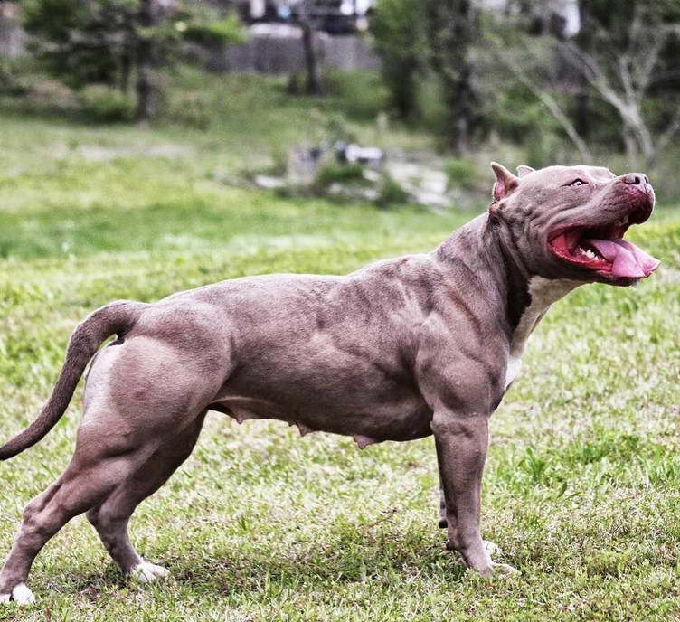 American Pitbull Terrier On Bully Max