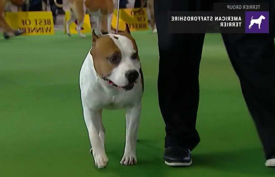 American Pitbull Terrier Westminster Dog Show