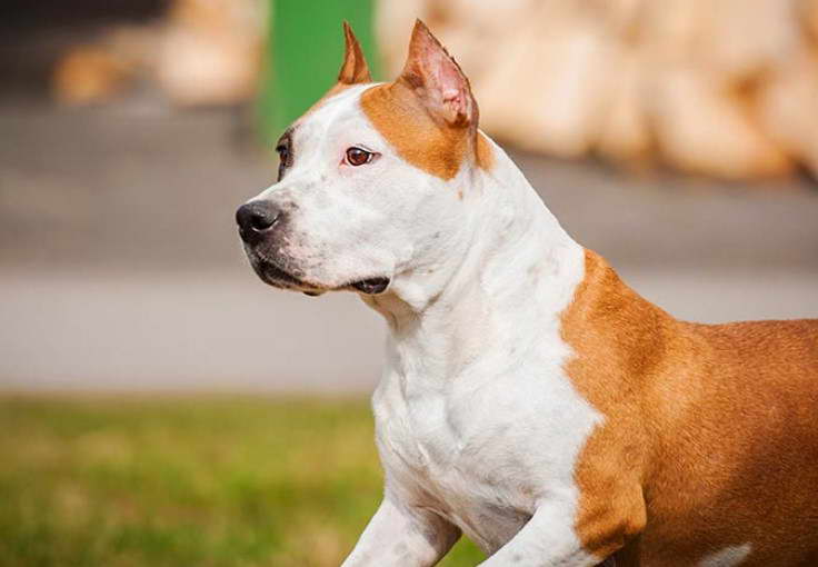 American Staffordshire Terrier Club