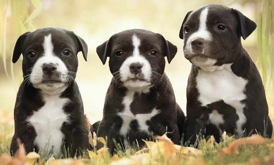 American Staffordshire Terrier For Sale in Illinois