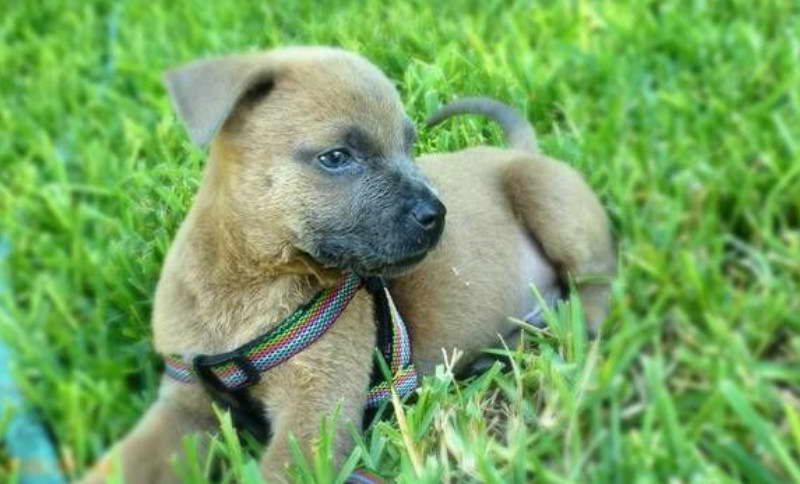 American Staffordshire Terrier Lab Mix Puppies For Sale