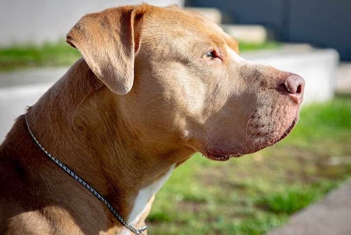 American Staffordshire Terrier Mixed With Golden Retriever