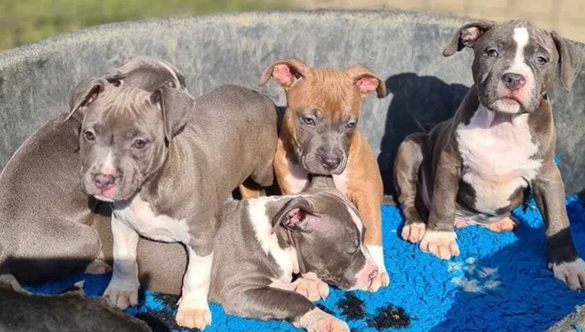 American Staffordshire Terrier OLX