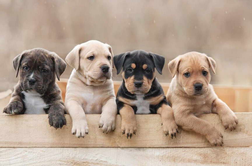 American Staffordshire Terrier Puppies For Sale In GA