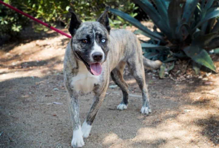 American Staffordshire Terrier Siberian Husky Mix