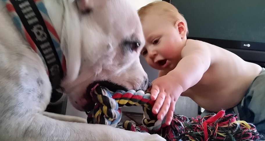 American Staffordshire Terrier With Kids