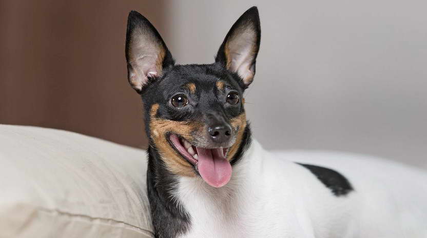 American Toy Fox Terrier Club