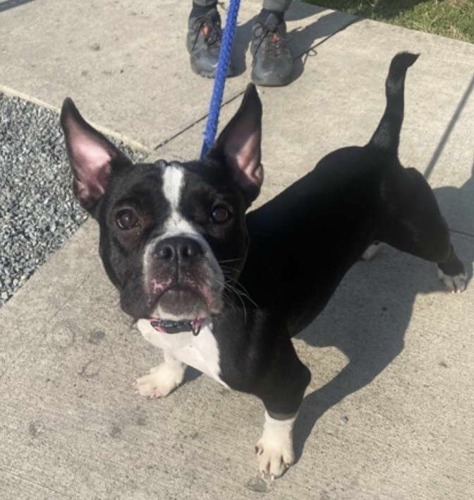 Boston Terrier Adoption PA