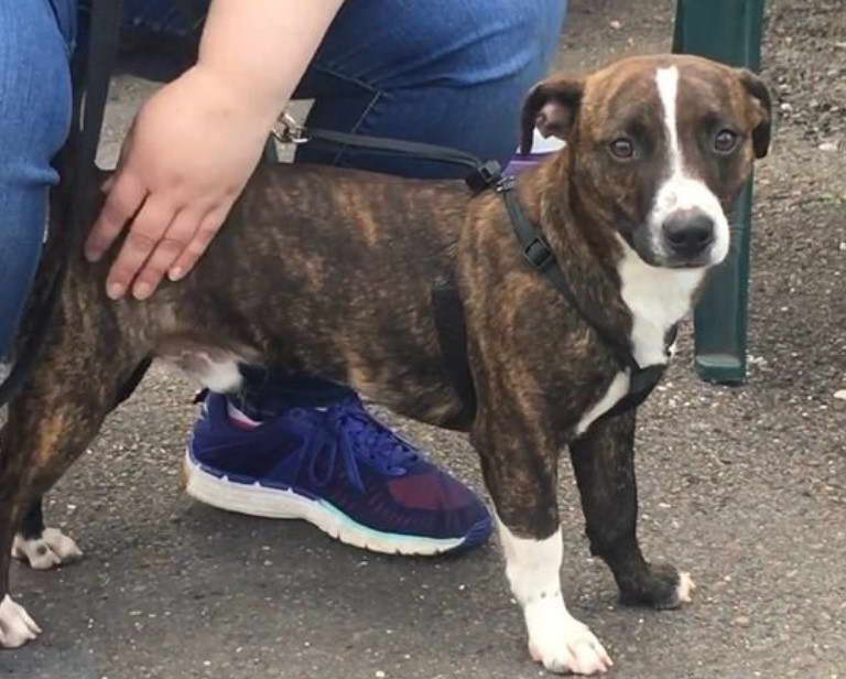 Boston Terrier And Basset Hound Mix