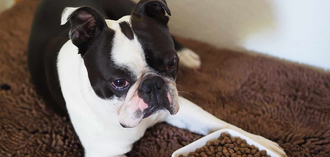 Boston Terrier Ate Chocolate