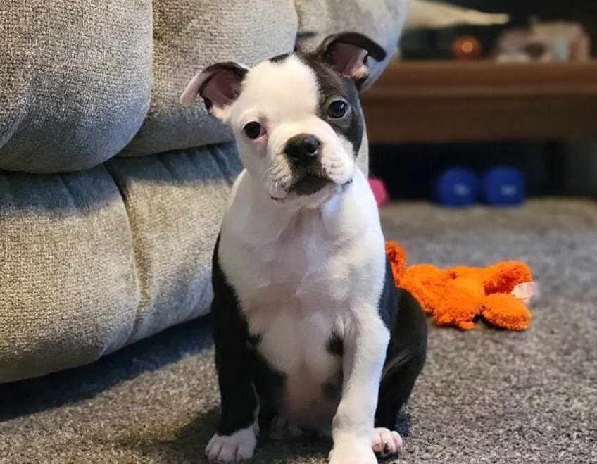 boston terrier auburn ca