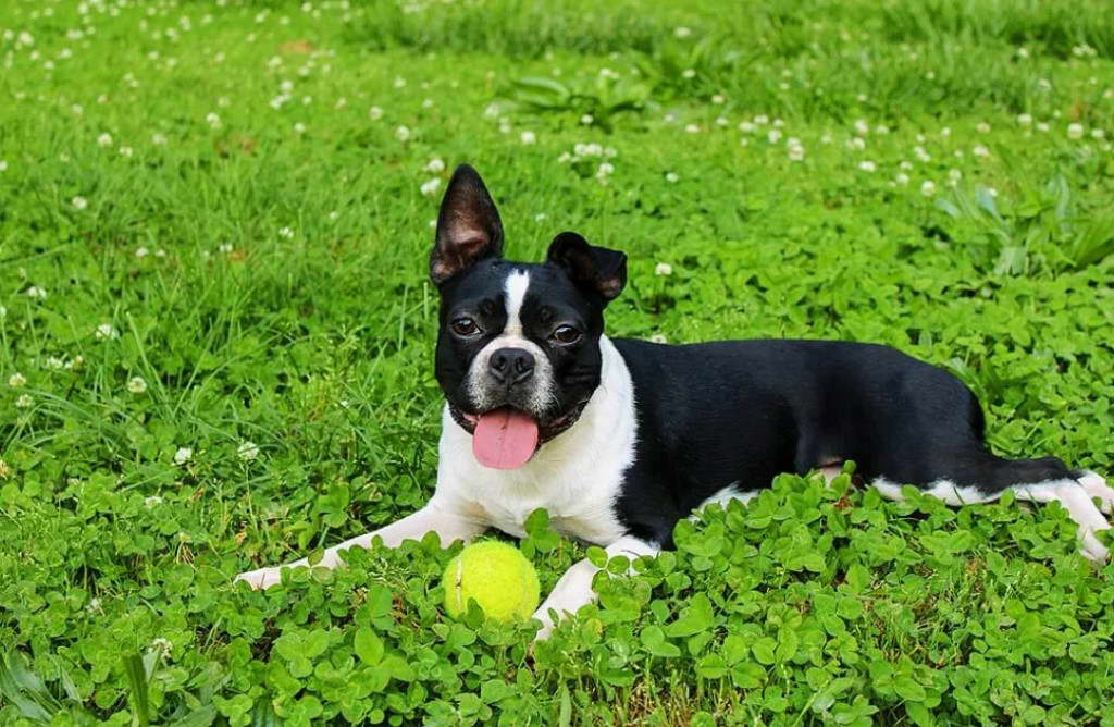 Boston Terrier Average Life Expectancy