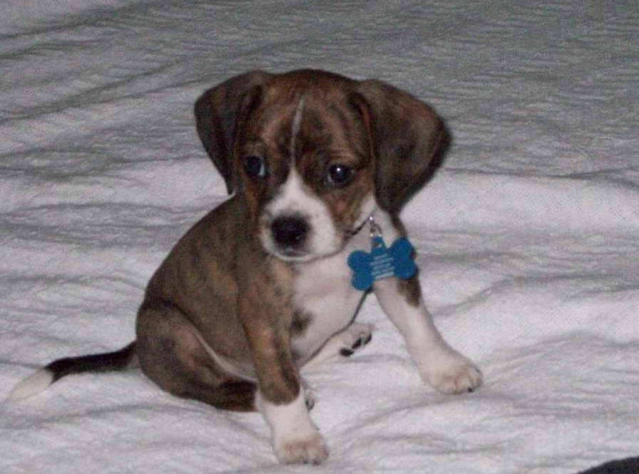 Boston Terrier Beagle Mix Puppies For Sale