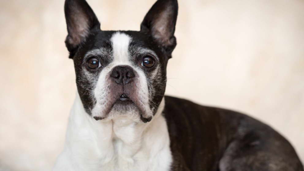 Boston Terrier Breathing