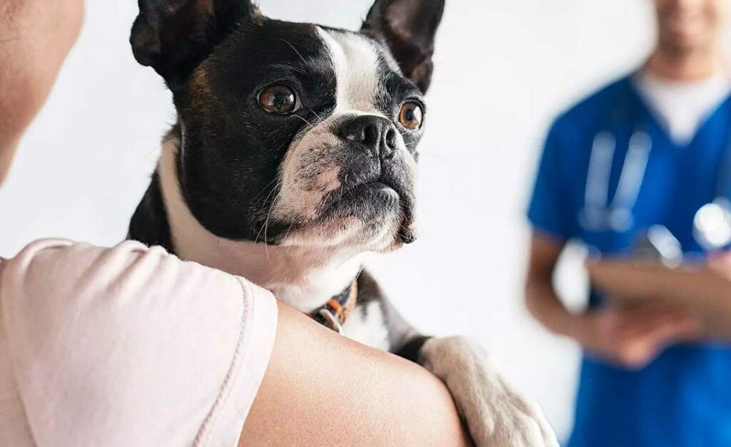 Boston Terrier Breeder San Francisco