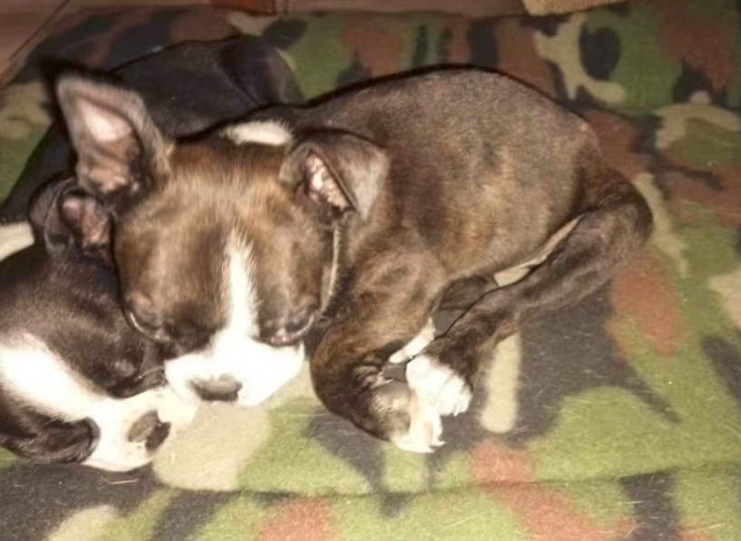 Boston Terrier Breeders Gauteng