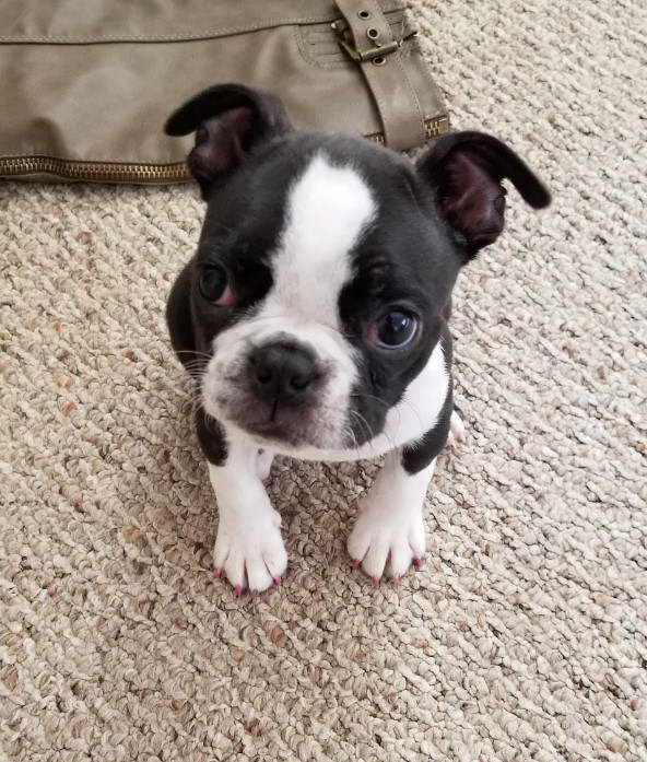 Boston Terrier Breeders in Iowa