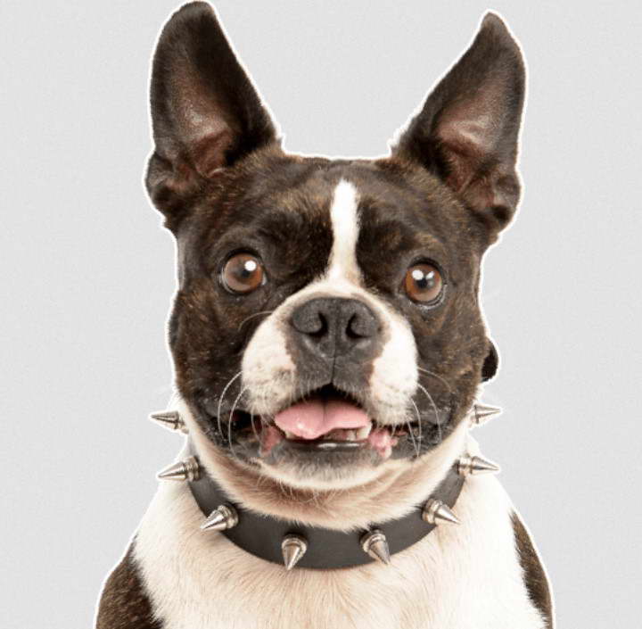 Boston Terrier Breeders In Nova Scotia