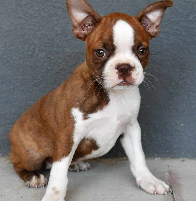 Boston Terrier Breeders Nebraska