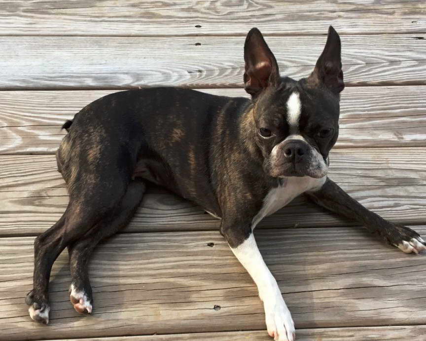 Boston Terrier Breeders USA