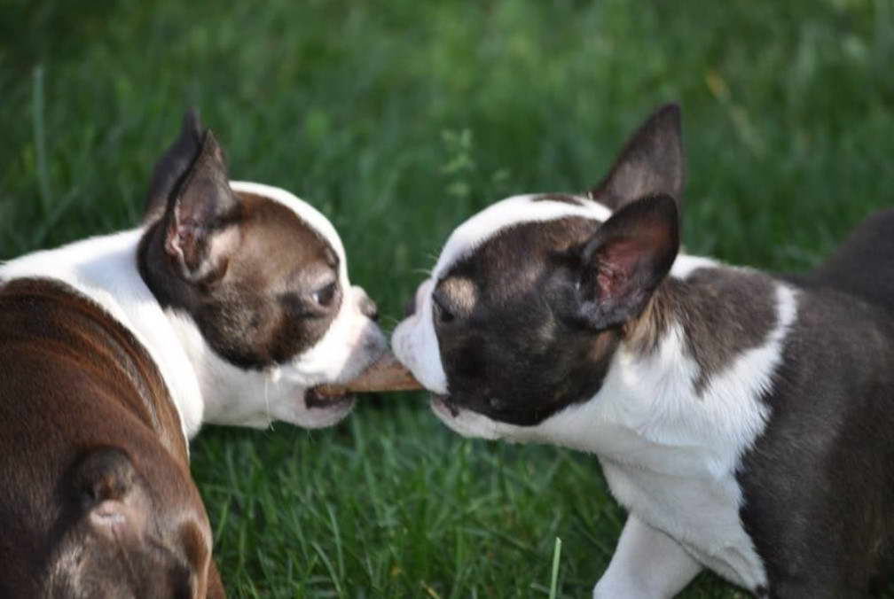 Boston Terrier British Columbia