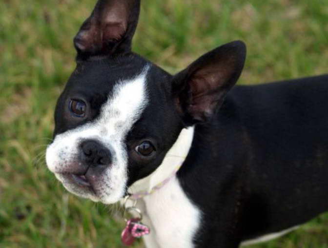 Boston Terrier Puppies KY