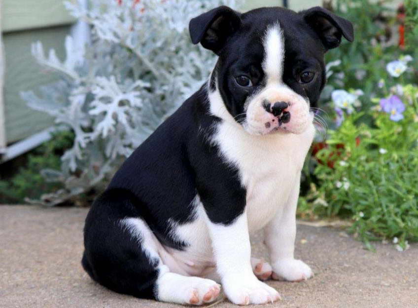 Boston Terrier Puppies Maryland