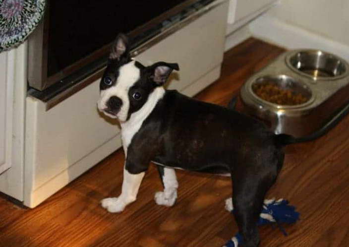 Boston Terrier Puppies NC Craigslist