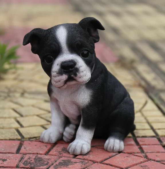 Boston Terrier Puppies NJ