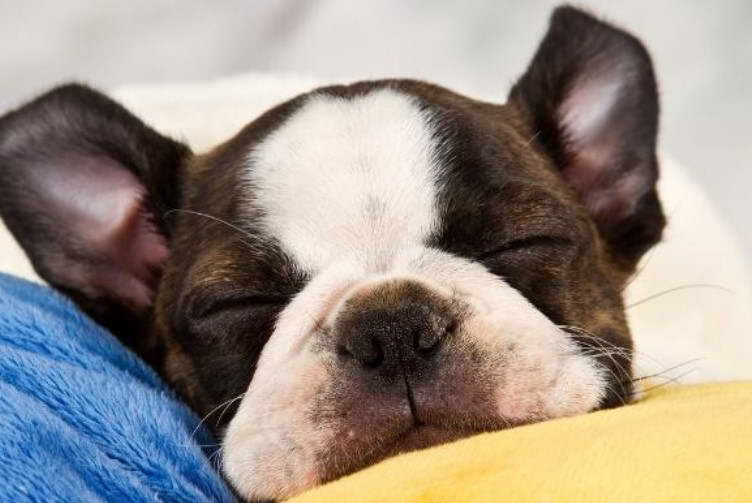 Boston Terrier Puppies SC