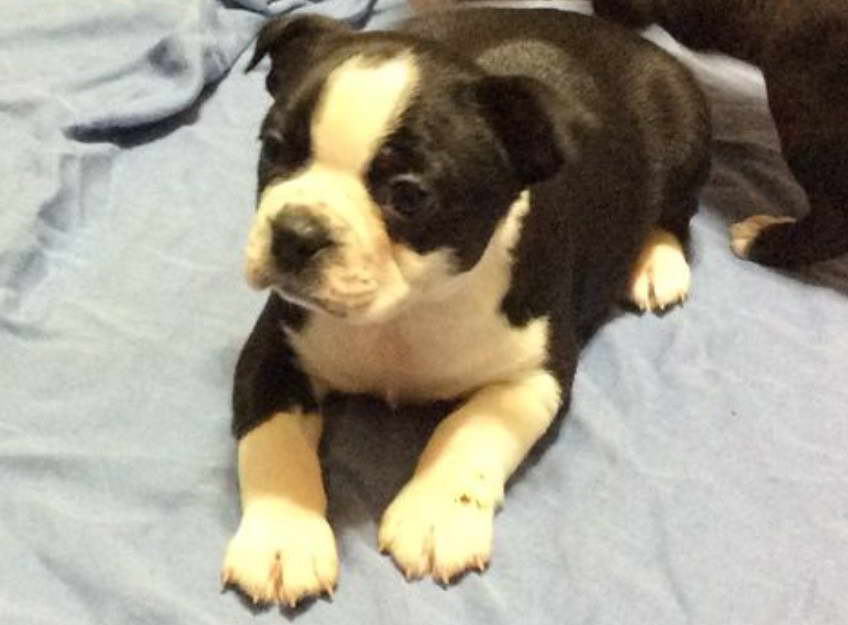 Boston Terrier Puppies Tennessee