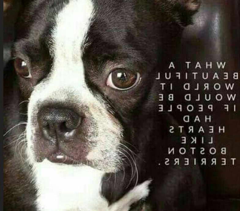 Boston Terrier Quotes