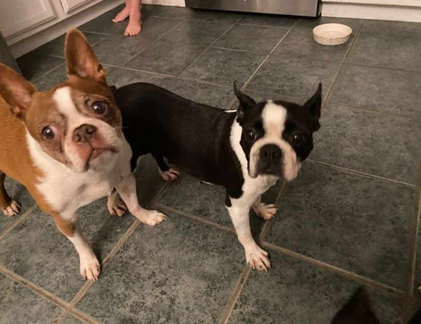 Boston Terrier Rescue Kansas City