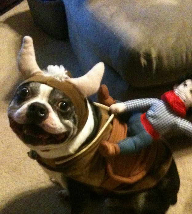 Boston Terrier Rescue San Diego