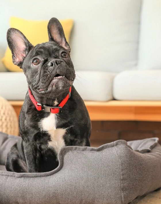 Boston Terrier Rescue Washington